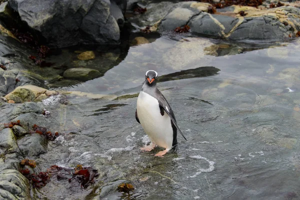 Gentoo Pingouin Dans Eau — Photo