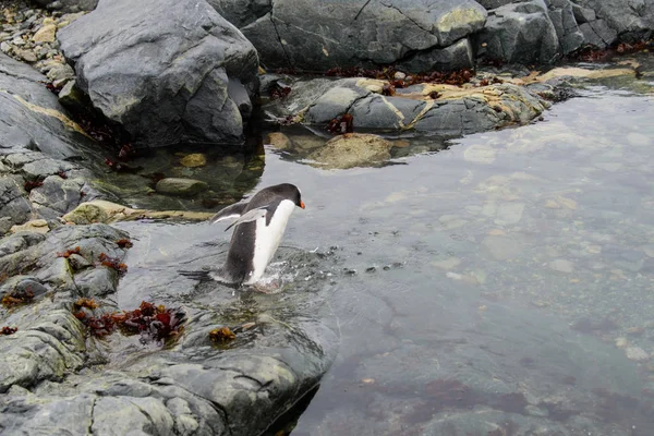 Gentoo Pingouin Dans Eau — Photo