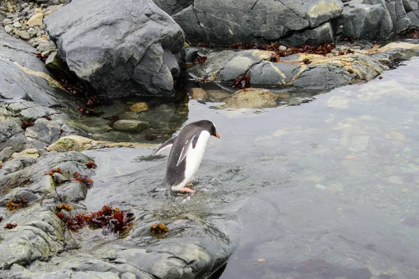 Gentoo Penguin Går Vatten — Stockfoto