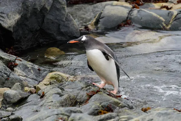 Pingouin Gentoo Habitat Naturel — Photo