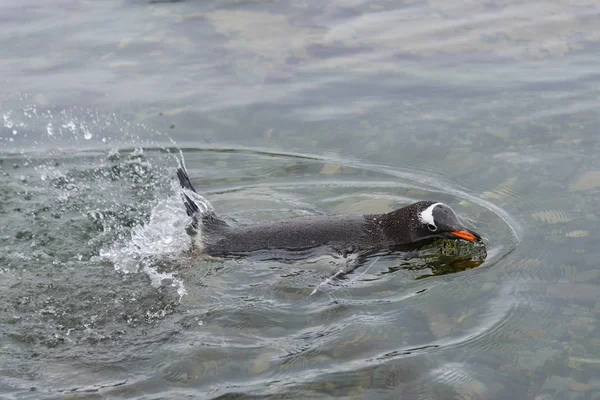 Gentoo Pingouin Nageant Dans Mer — Photo