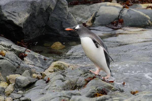 Pinguino Gentoo Nell Habitat Naturale — Foto Stock