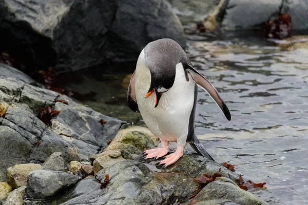 Pingouin Gentoo Habitat Naturel — Photo