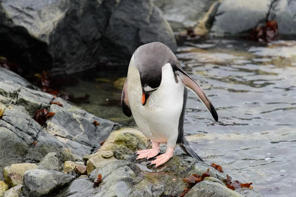 Gentoo Πιγκουίνος Φύση Βιότοπος — Φωτογραφία Αρχείου