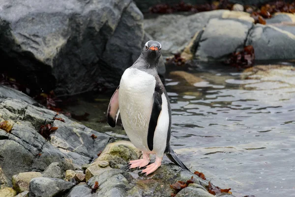 Пингвины Gentoo Камне — стоковое фото