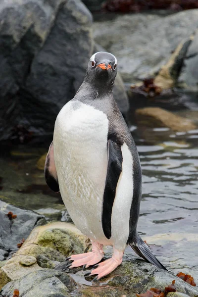 Pingouins Gentils Sur Pierre — Photo