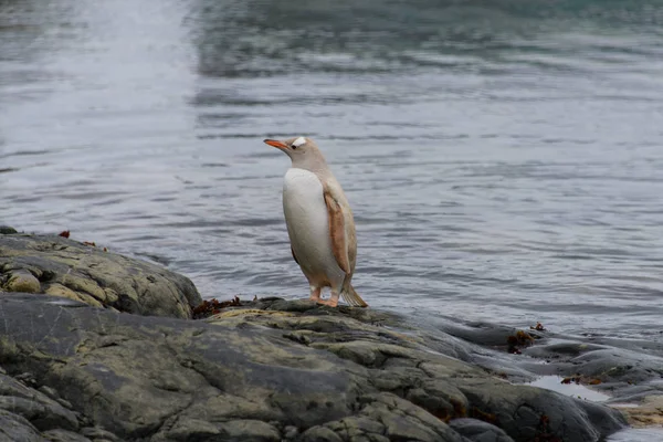 Gentoo Pinguïn Albino Aard — Stockfoto