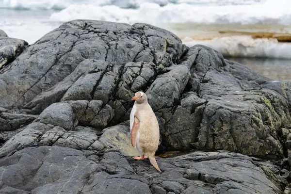 Gentoo Pinguïn Albino Aard — Stockfoto