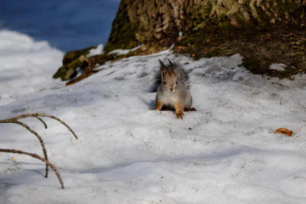 Red Eurasian Squirrel Snow — Stock Photo, Image