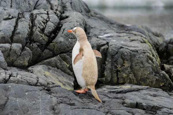 Gentoo Pingouin Albinos Nature — Photo