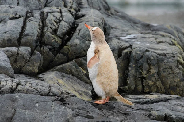 Gentoo Pingouin Albinos Nature — Photo