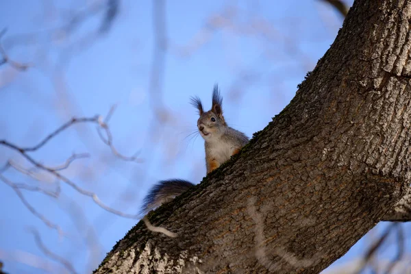 Red Eurasian Squirrel Tree — Stock Photo, Image