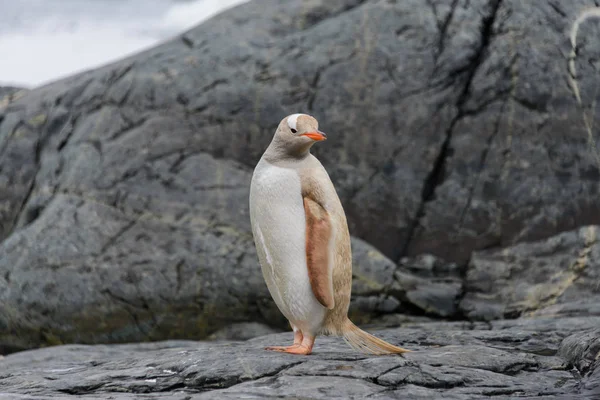 Gentoo Pingüino Albino Naturaleza — Foto de Stock