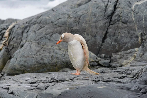 Gentoo Pinguïn Albino Aard — Stockfoto