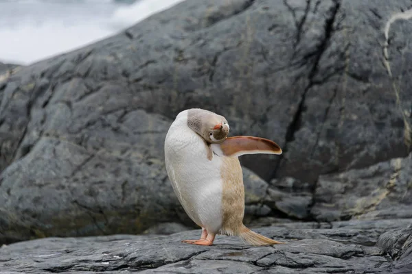 Gentoo Pinguin Albino Der Natur — Stockfoto