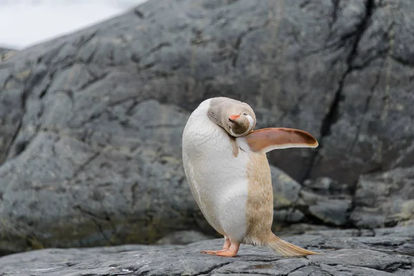 Gentoo Pingvin Albino Természet — Stock Fotó