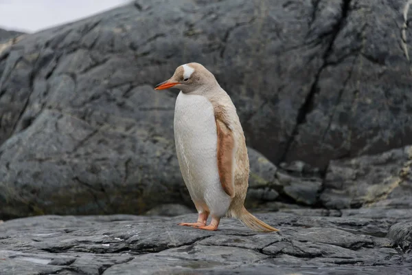 Gentoo Пінгвін Альбіно Природі — стокове фото