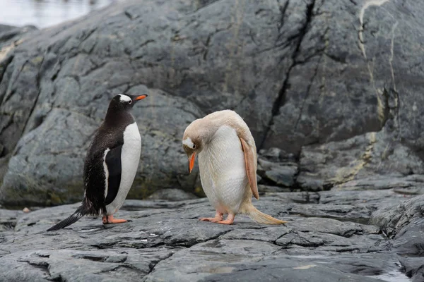 Dos Pingüinos Gentoo Negro Gris — Foto de Stock