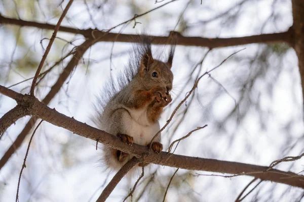 Red Eurasian Squirrel Tree — Stock Photo, Image