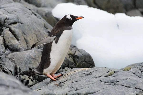 Gentoo Pingvin Természet Élőhely — Stock Fotó