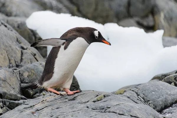 Gentoo Pingüino Hábitat Natural —  Fotos de Stock