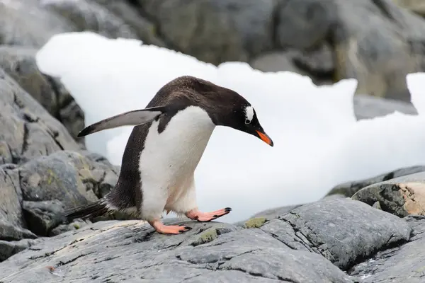 Pinguim Cavalheiro Habitat Natural — Fotografia de Stock