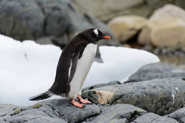 Gentoo Pingvin Természet Élőhely — Stock Fotó