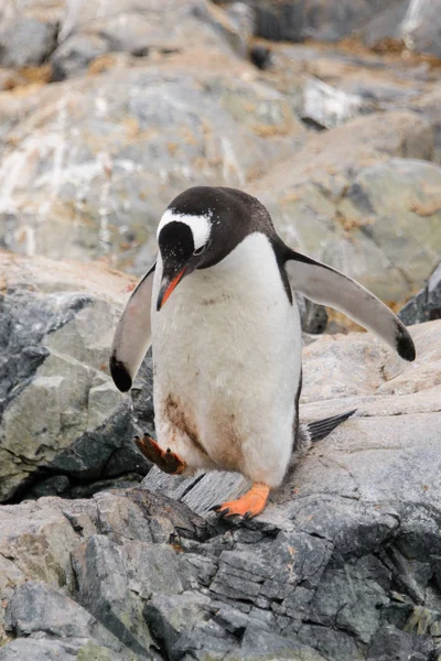 Gentoo Pingvin Természet Élőhely — Stock Fotó