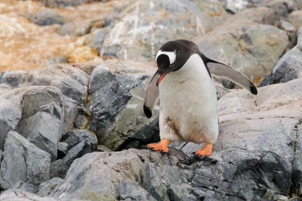 天野企鹅的自然栖息地 — 图库照片
