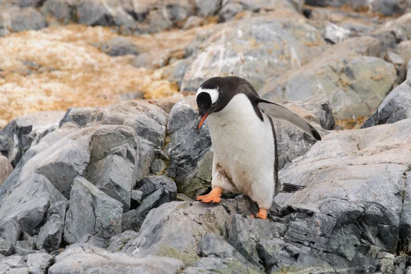 Pingouin Gentoo Habitat Naturel — Photo