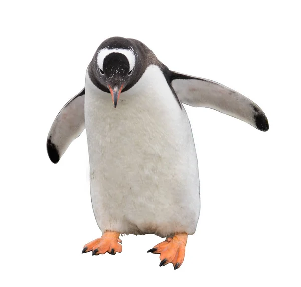 Gentoo Penguin Naturen Habitat — Stockfoto