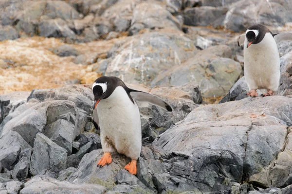 Gentoo Pingüino Hábitat Natural — Foto de Stock