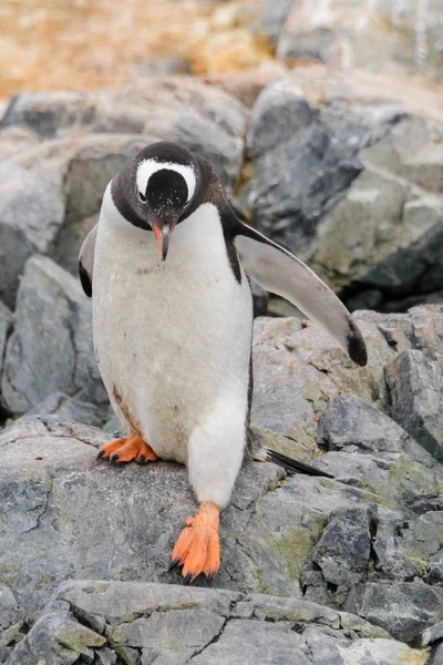 Pinguim Cavalheiro Habitat Natural — Fotografia de Stock