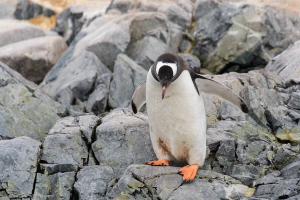 Pinguino Gentoo Nell Habitat Naturale — Foto Stock