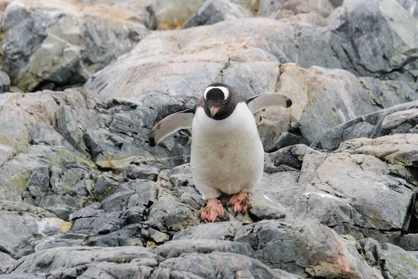 Pinguino Gentoo Nell Habitat Naturale — Foto Stock