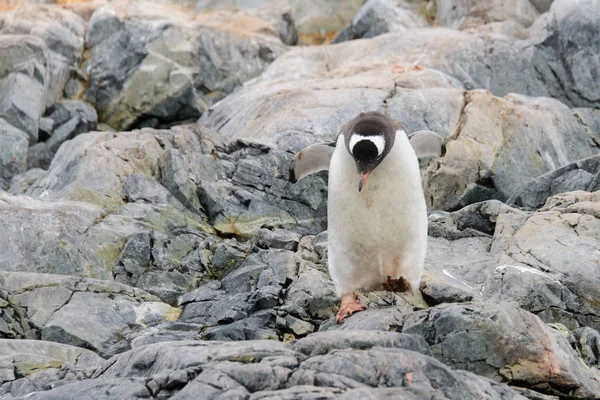 Pingouin Gentoo Habitat Naturel — Photo