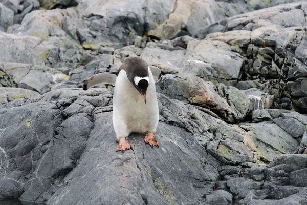 Pingouin Gentoo Habitat Naturel — Photo