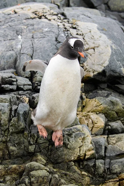 Gentoo Pingüino Volando Naturaleza — Foto de Stock