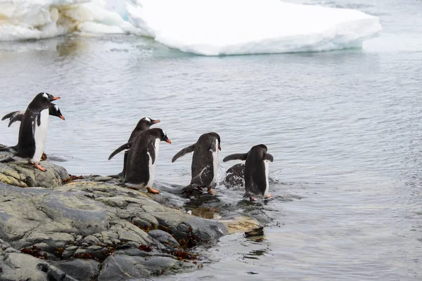 Pingüinos Gentoo Yendo Mar — Foto de Stock