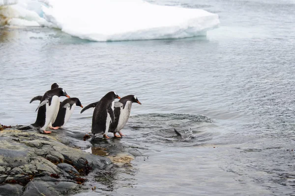 Pingüinos Gentoo Yendo Mar — Foto de Stock
