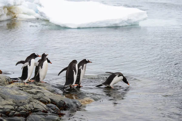 Pingüinos Gentoo Yendo Mar — Foto de Stock