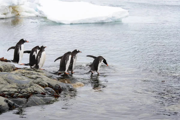 Gentoo Pinguïns Gaan Naar Zee — Stockfoto