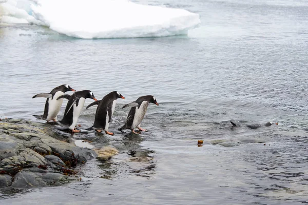 Pingüinos Gentoo Yendo Mar — Foto de Stock