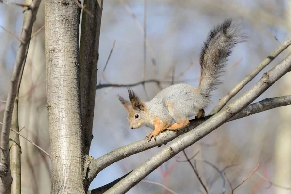 Red Eurasian Squirrel Tree — Stock Photo, Image