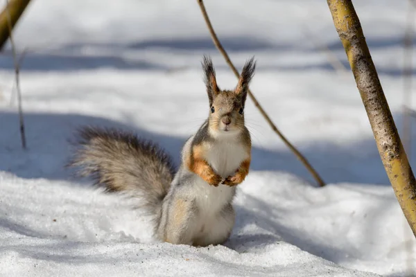 Red Eurasian Squirrel Snow — Stock Photo, Image