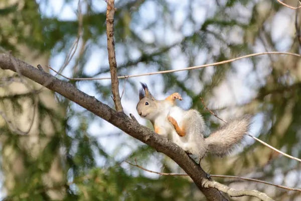 Red Eurasian Squirrel Tree — Stock Photo, Image