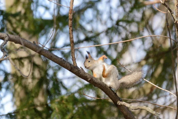 Red Eurasian Squirrel Tree — Stock Photo, Image