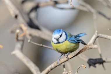 Küçük kuş tomtit dalda oturur