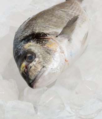 Buz üzerinde taze dorada balık