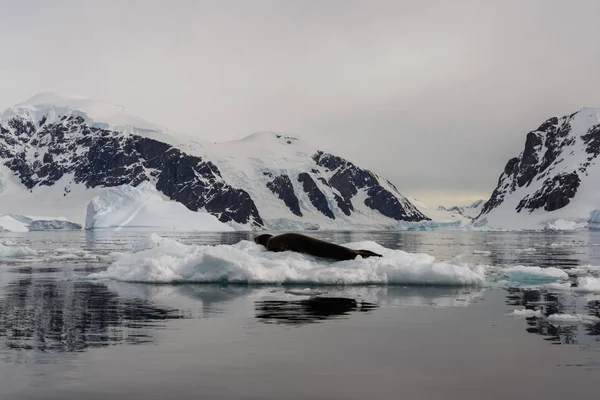 Phoque Léopard Sur Glace — Photo